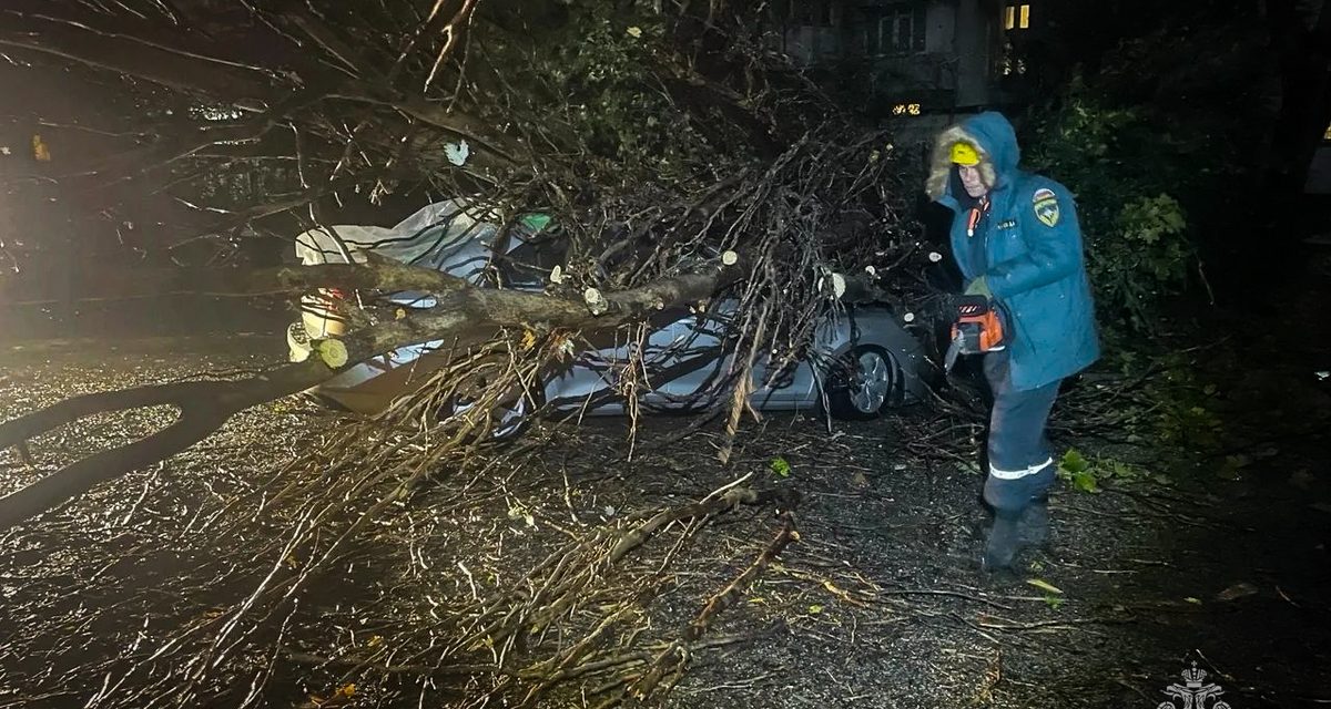 Сильный ветер повалил деревья на машины и дорогу в Севастополе